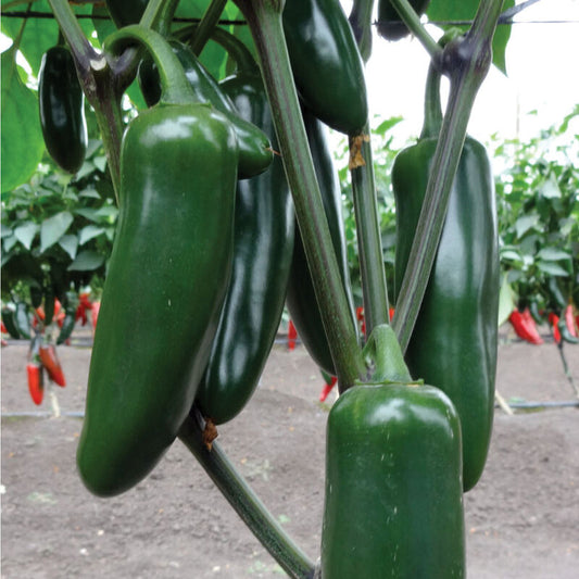 Jedi Jalapeño - Hot Pepper Plant