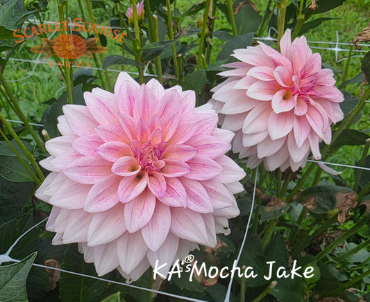 KA's® Mocha Jake