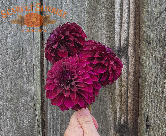 Kennedy Hill Black Capps