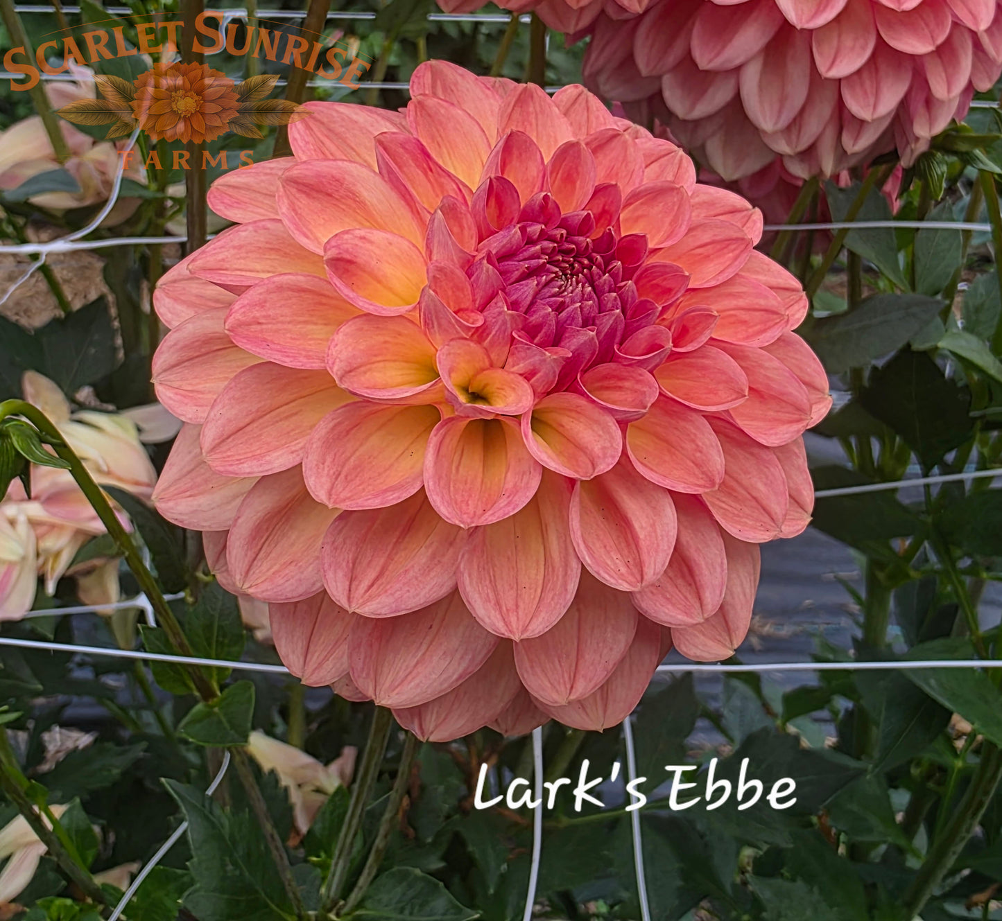 Lark's Ebbe