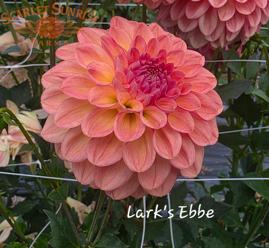 Lark's Ebbe