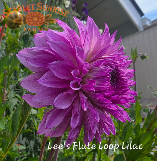 Lee's Flute Loop Lilac