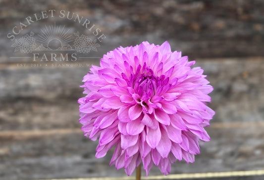 Lee's Flute Loop Lilac