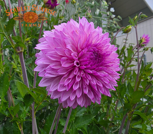 Lee's Flute Loop Lilac