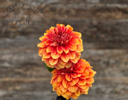 Lowrider