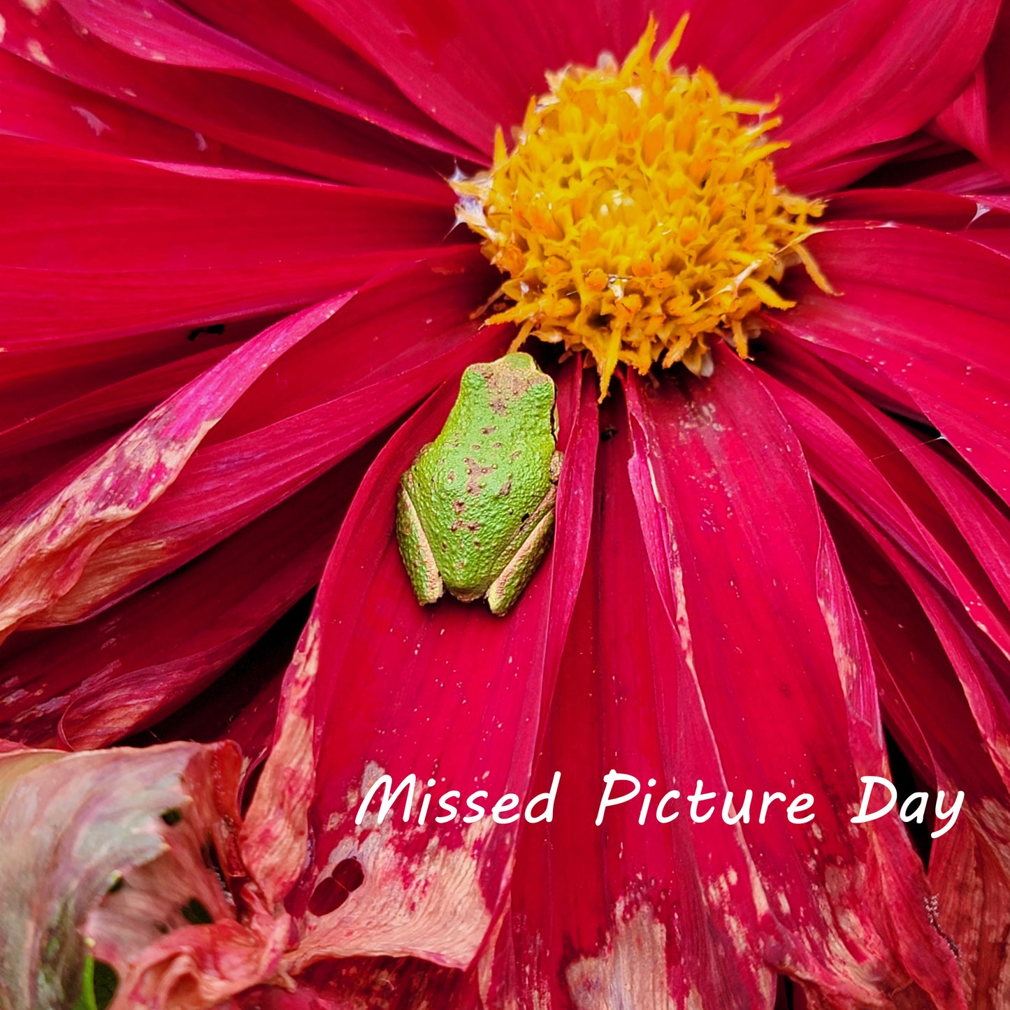 20th Ave Softer Peach