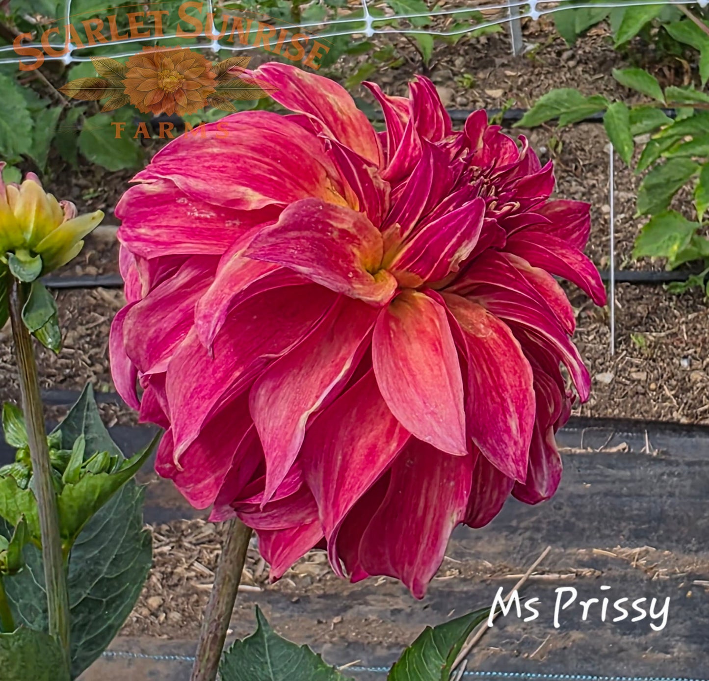 Ms. Prissy Potted Cutting