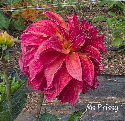 Ms. Prissy Potted Cutting