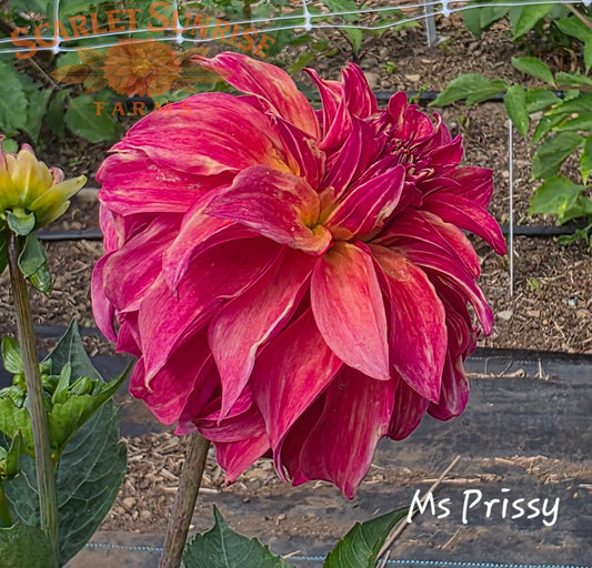 Ms. Prissy Potted Cutting