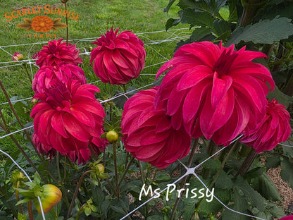 Ms. Prissy Potted Cutting