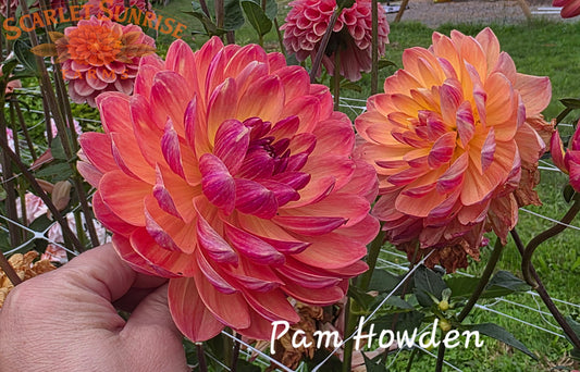 Pam Howden