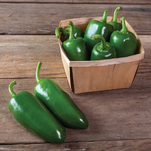 Pantera Jalapeño - Hot Pepper Plant