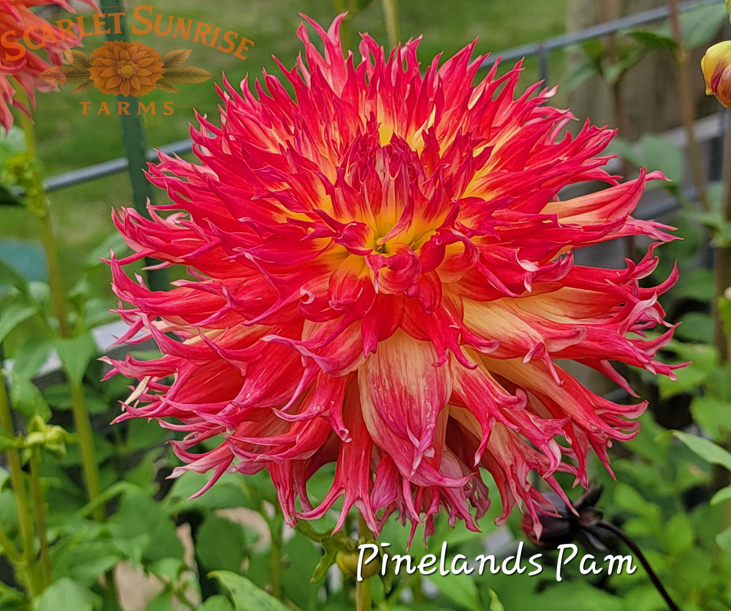 Pinelands Pam