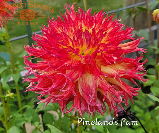 Pinelands Pam