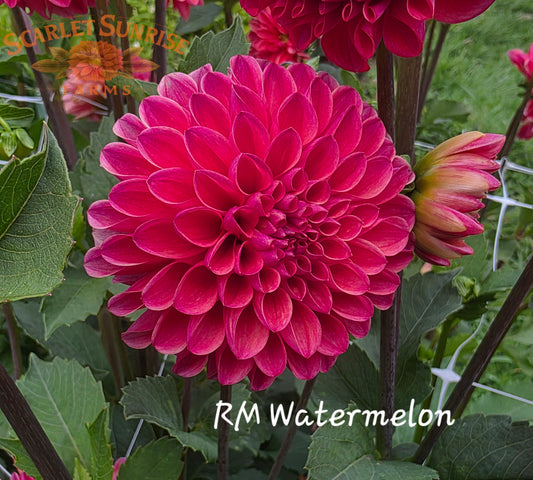 RM Watermelon