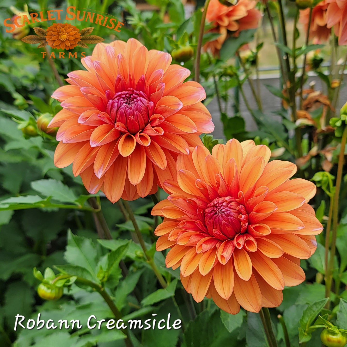 Robann Creamsicle Potted Cutting