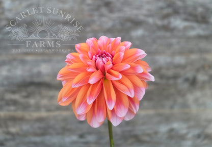 Robann Creamsicle