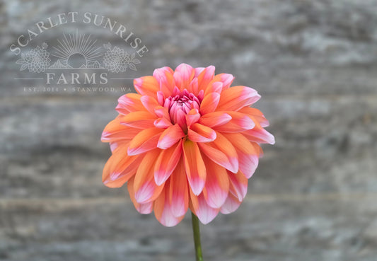 Robann Creamsicle