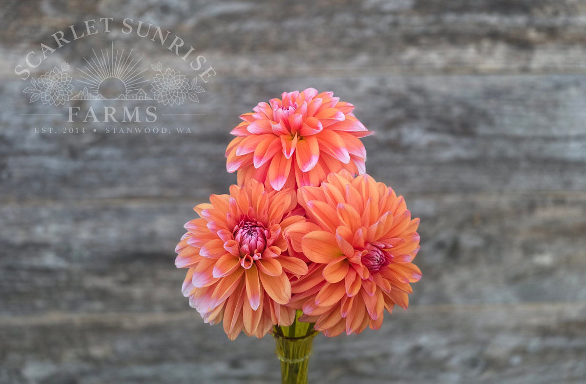 Robann Creamsicle