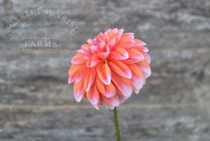 Robann Creamsicle