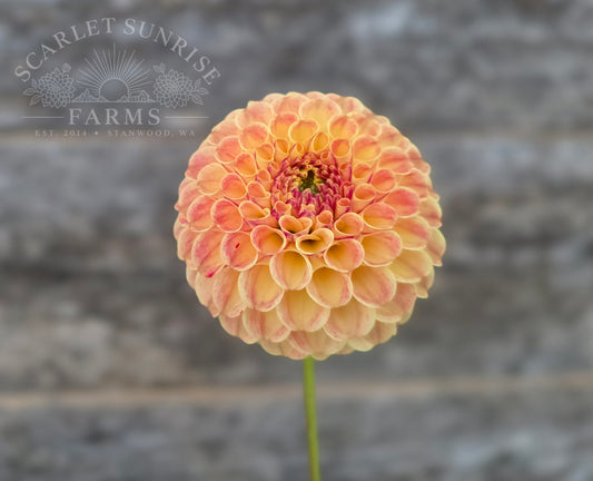 Rosemary Dawn