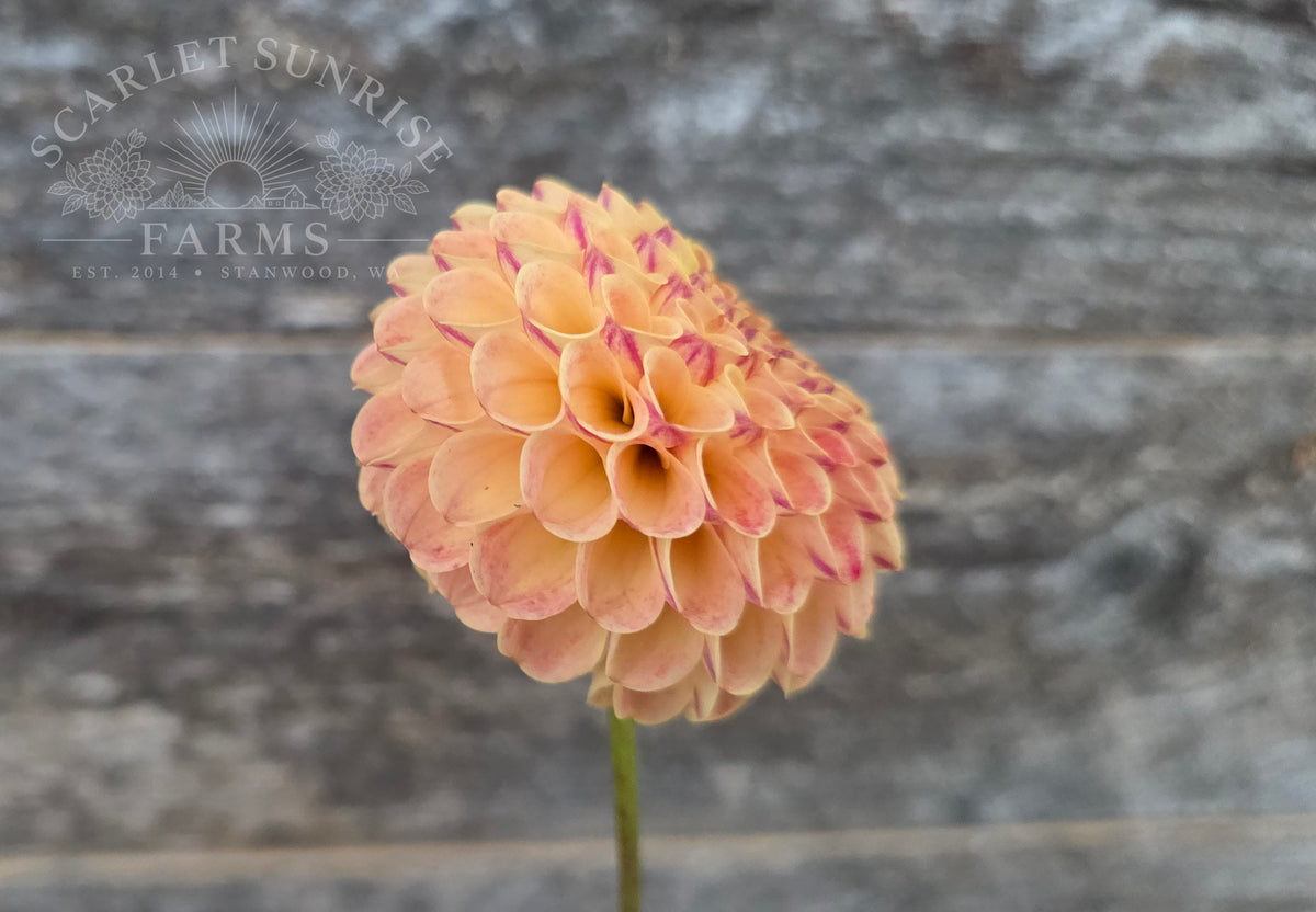 Rosemary Dawn