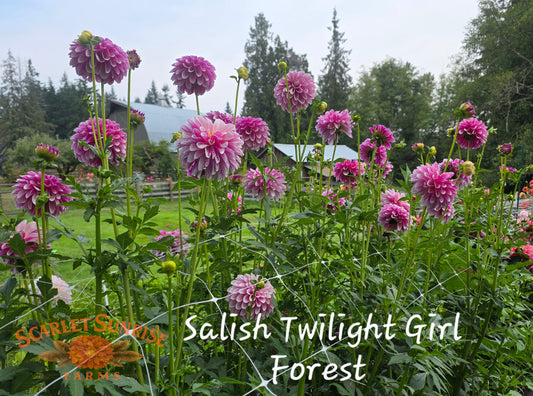 Salish Twilight Girl