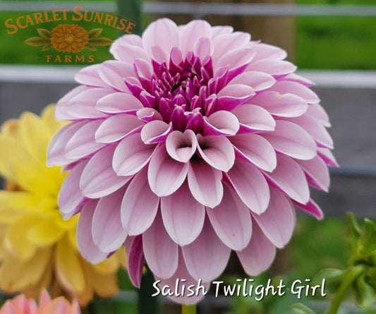 Salish Twilight Girl