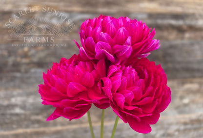 Sandia Claire