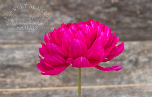 Sandia Claire