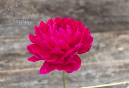 Sandia Claire