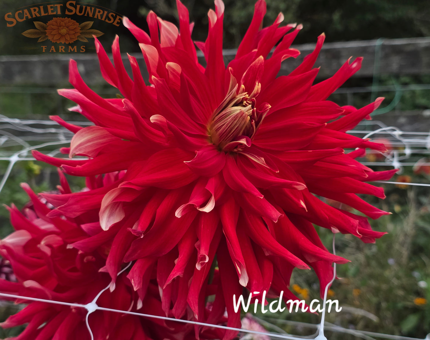 Wildman