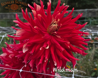 Wildman