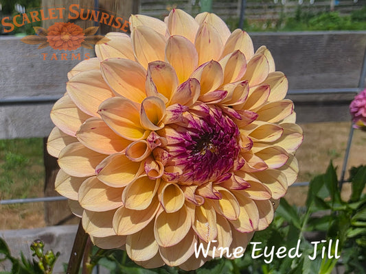 Wine Eyed Jill - Yellow