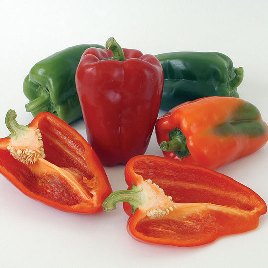 Ace - Bell Pepper Plant