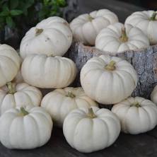 Baby Boo - Pumpkin Start