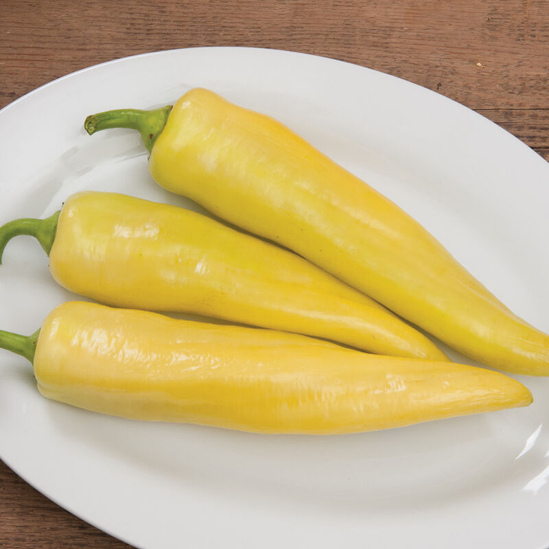 Banana Pepper - Sweet Pepper Plant