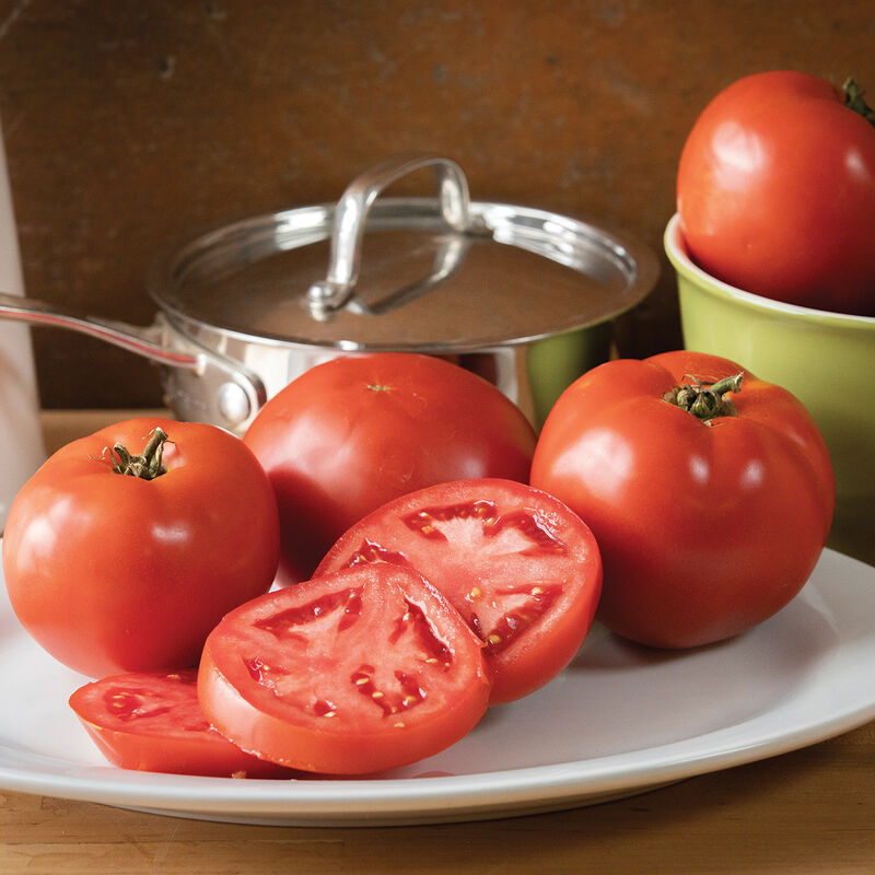 Big Beef Plus - Tomato Plant