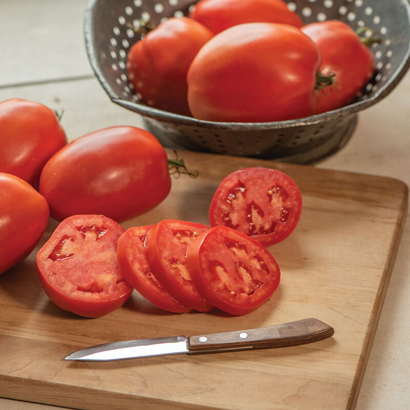 Cipolla's Pride - Tomato Plant