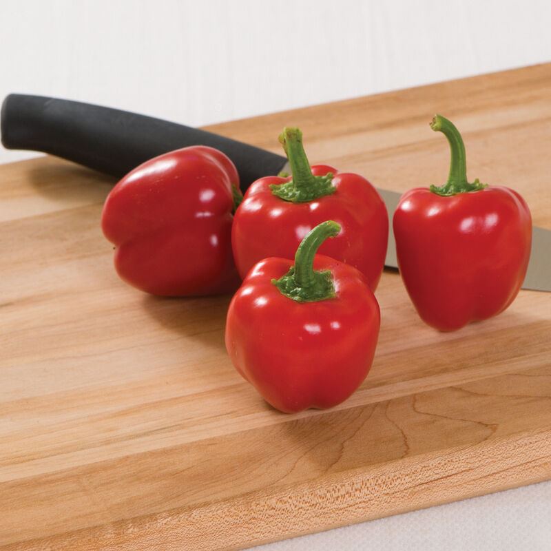 Cupid - Mini Bell Pepper Plant