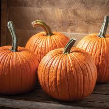 Duchess - Pumpkin Start