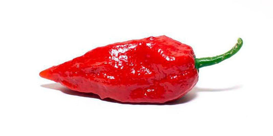 Ghost Bhut Jolokia - Hot Pepper Plant