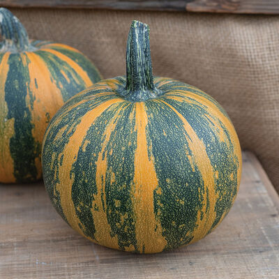 Junona - Pumpkin Start