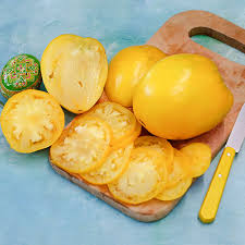 Golden King of Siberia - Tomato Plant