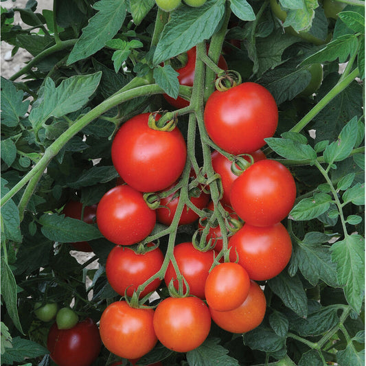Mountain Magic- Tomato Plant
