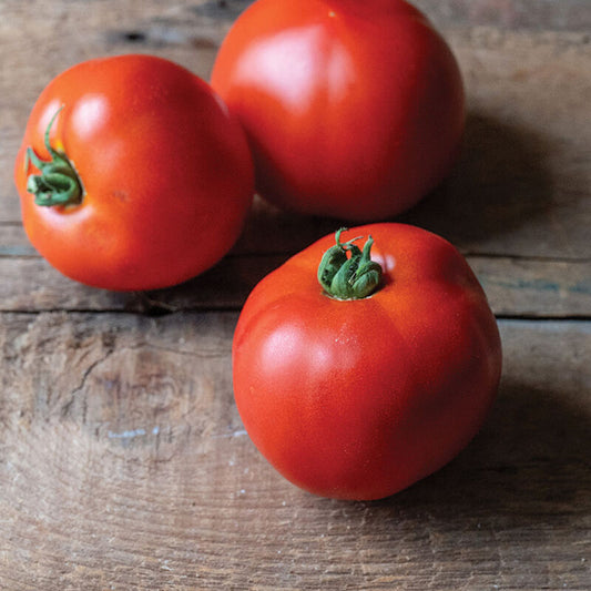 New Girl - Tomato Plant