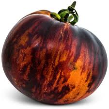 Queen of the Night - Tomato Plant