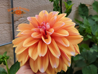 Robann Creamsicle Potted Cutting