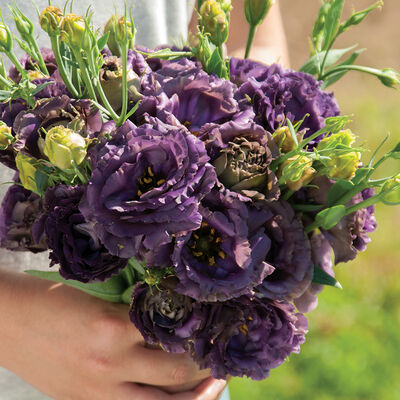 Roseanne Black Pearl Lisianthus 6 pack