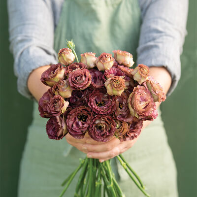 Roseanne 3 Brown Lisianthus 6 pack